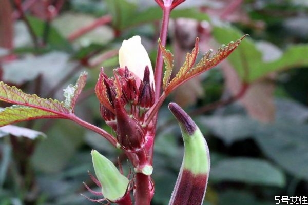 紅秋葵能生吃嗎 紅秋葵有什么營養(yǎng)價(jià)值呢 紅秋葵能生吃嗎 紅秋葵有什么營養(yǎng)價(jià)值呢