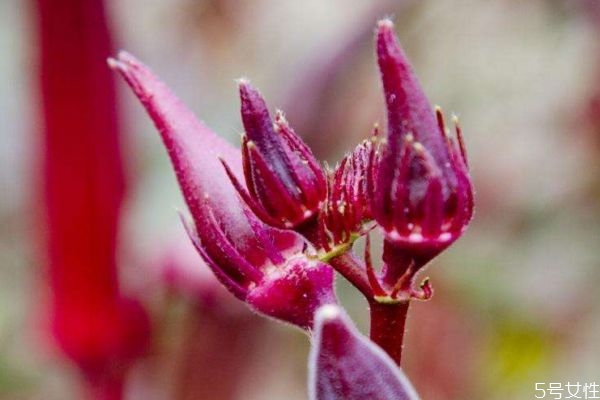 紅秋葵多錢一斤呢 吃紅秋葵有什么注意 紅秋葵多錢一斤呢 吃紅秋葵有什么注意