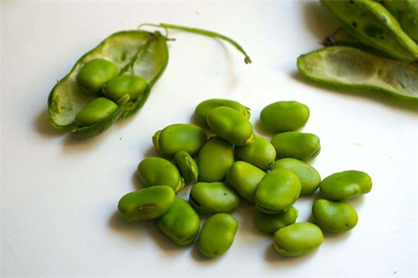 蠶豆中毒什么癥狀 蠶豆中毒自己會好嗎 蠶豆中毒什么癥狀 蠶豆中毒自己會好嗎