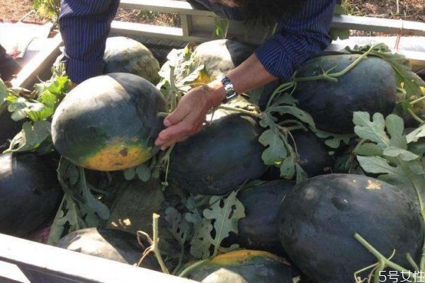 黑皮西瓜多少錢一斤 什么是黑皮西瓜 黑皮西瓜多少錢一斤 什么是黑皮西瓜