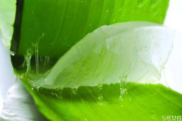 自己如何做皮膚灌膚 蘆薈灌膚的基本操作 自己如何做皮膚灌膚 蘆薈灌膚的基本操作