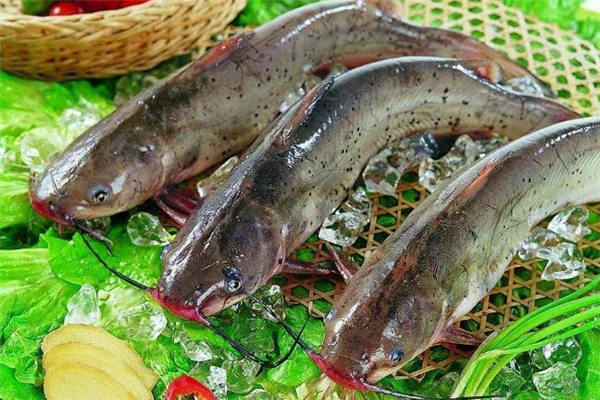 清江魚和鯰魚的區(qū)別 清江魚和鯰魚哪個好吃 清江魚和鯰魚的區(qū)別 清江魚和鯰魚哪個好吃