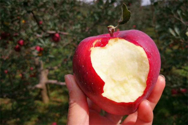 花牛蘋果是什么 花牛蘋果是哪里的特產(chǎn) 花牛蘋果是什么 花牛蘋果是哪里的特產(chǎn)