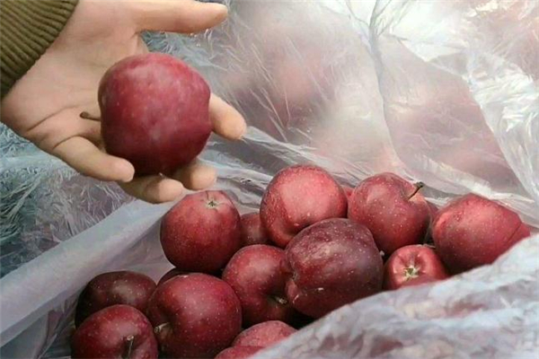 花牛蘋(píng)果熱量高嗎 花牛蘋(píng)果減肥可以吃嗎 花牛蘋(píng)果熱量高嗎 花牛蘋(píng)果減肥可以吃嗎