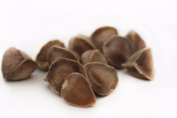 什么是辣木籽 辣木籽有什么好處 什么是辣木籽 辣木籽有什么好處