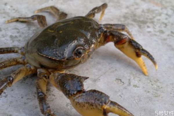 一般螃蟹多大 4兩的螃蟹多大 一般螃蟹多大 4兩的螃蟹多大