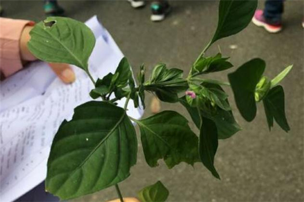 狗肝菜的功效與作用 狗肝菜怎么吃 狗肝菜的功效與作用 狗肝菜怎么吃