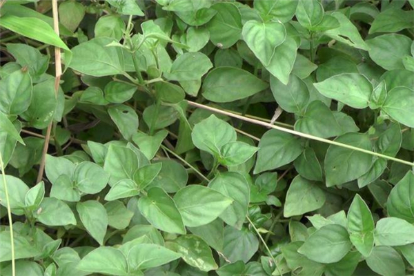 狗肝菜的功效與作用 狗肝菜怎么吃 狗肝菜的功效與作用 狗肝菜怎么吃