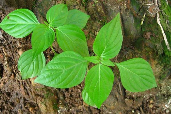 狗肝菜煲什么湯最清肝 狗肝菜湯的做法 狗肝菜煲什么湯最清肝 狗肝菜湯的做法