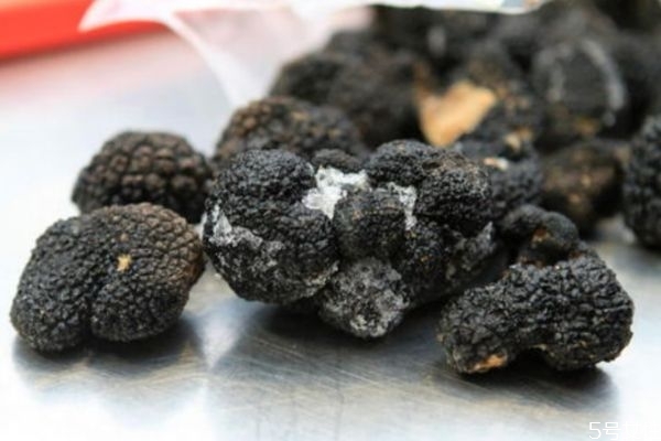 黑松露的營養(yǎng)價值 吃黑松露的好處 黑松露的營養(yǎng)價值 吃黑松露的好處