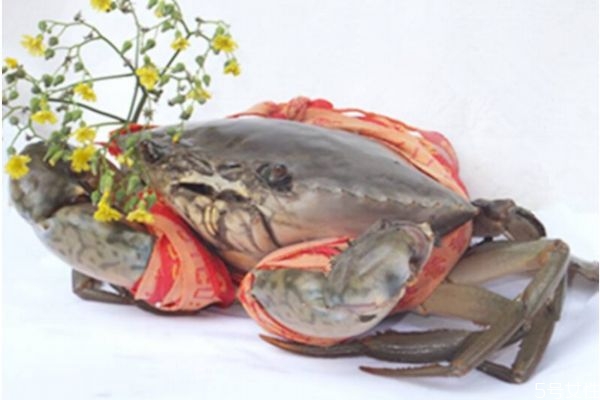 青蟹是什么 吃青蟹的好處 青蟹是什么 吃青蟹的好處