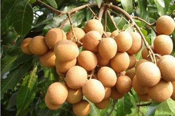 吃龍眼對(duì)睡眠有幫助嗎 龍眼變質(zhì)了是怎樣的 吃龍眼對(duì)睡眠有幫助嗎 龍眼變質(zhì)了是怎樣的