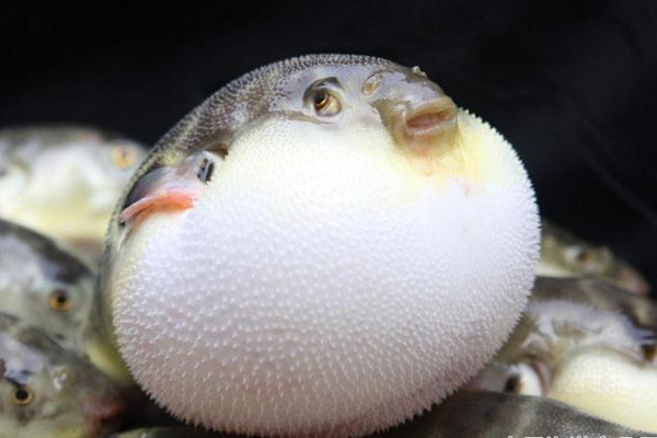 河豚和海河豚哪個(gè)毒性大 河豚什么部位有毒 河豚和海河豚哪個(gè)毒性大 河豚什么部位有毒