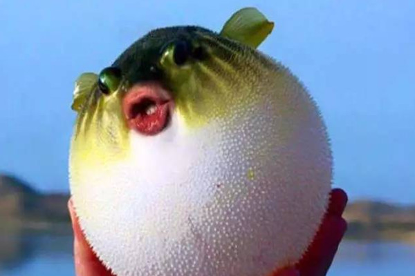 河豚和海河豚哪個(gè)毒性大 河豚什么部位有毒 河豚和海河豚哪個(gè)毒性大 河豚什么部位有毒