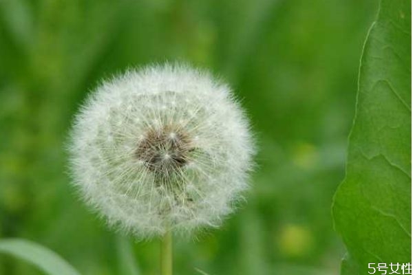 蒲公英水可以洗臉嗎 蒲公英水洗臉的好處有什么 蒲公英水可以洗臉嗎 蒲公英水洗臉的好處有什么