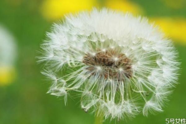 蒲公英水可以洗臉嗎 蒲公英水洗臉的好處有什么 蒲公英水可以洗臉嗎 蒲公英水洗臉的好處有什么