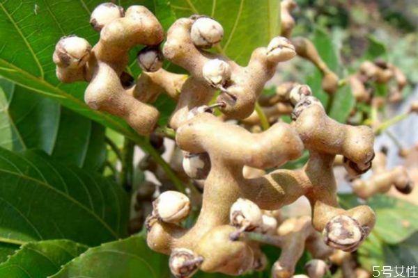 雞爪果可以泡酒嗎 雞爪果泡酒有什么功效 雞爪果可以泡酒嗎 雞爪果泡酒有什么功效