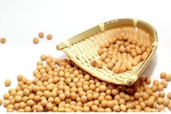 黃豆有什么營(yíng)養(yǎng)價(jià)值 吃黃豆注意什么 黃豆有什么營(yíng)養(yǎng)價(jià)值 吃黃豆注意什么