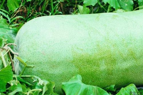 冬瓜可以降火嗎 冬瓜可以和豆腐同吃嗎 冬瓜可以降火嗎 冬瓜可以和豆腐同吃嗎