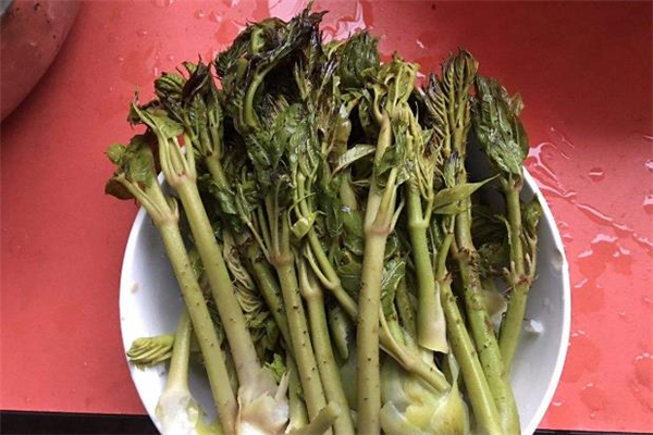 刺老芽是什么 刺老芽怎么吃 刺老芽是什么 刺老芽怎么吃