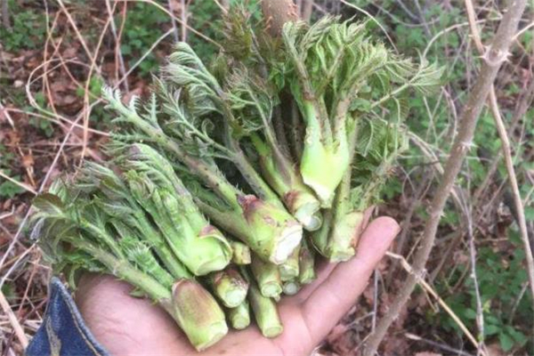 刺老芽是什么 刺老芽怎么吃 刺老芽是什么 刺老芽怎么吃