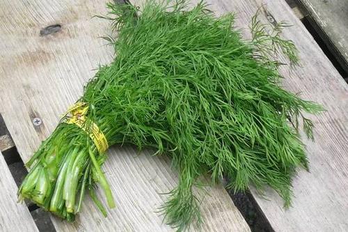 茴香能生吃嗎 涼拌茴香怎么做好吃 茴香能生吃嗎 涼拌茴香怎么做好吃