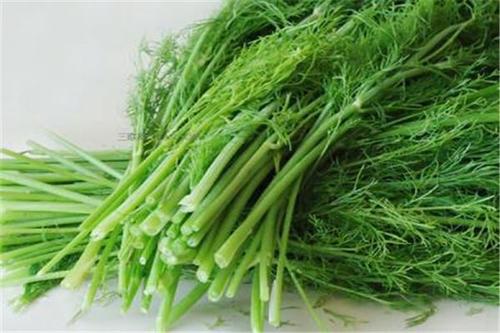 茴香能生吃嗎 涼拌茴香怎么做好吃 茴香能生吃嗎 涼拌茴香怎么做好吃
