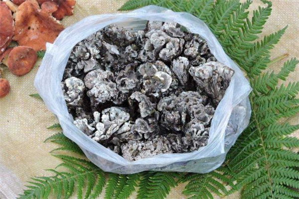 干巴菌可以經(jīng)常吃嗎 干巴菌如何存放 干巴菌可以經(jīng)常吃嗎 干巴菌如何存放