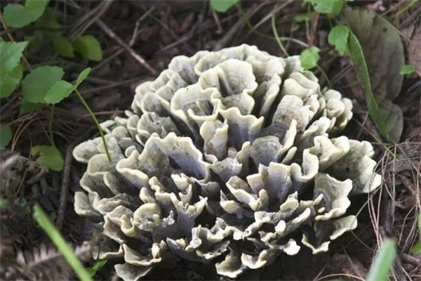 干巴菌可以經(jīng)常吃嗎 干巴菌如何存放 干巴菌可以經(jīng)常吃嗎 干巴菌如何存放