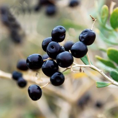 黑枸杞為什么不能用開水泡 黑枸杞能直接吃嗎 黑枸杞為什么不能用開水泡 黑枸杞能直接吃嗎