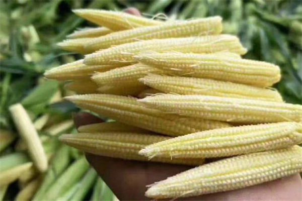 玉米筍是玉米嗎 玉米筍是整個吃嗎 玉米筍是玉米嗎 玉米筍是整個吃嗎