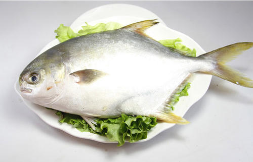 哺乳期可以吃金鯧魚(yú)嗎 哺乳期什么魚(yú)不能吃 哺乳期可以吃金鯧魚(yú)嗎 哺乳期什么魚(yú)不能吃