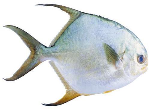 哺乳期可以吃金鯧魚(yú)嗎 哺乳期什么魚(yú)不能吃 哺乳期可以吃金鯧魚(yú)嗎 哺乳期什么魚(yú)不能吃