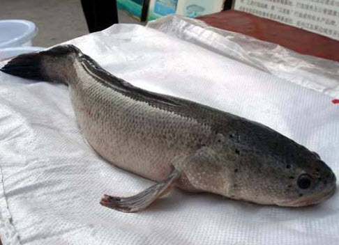 烏魚(yú)可以用來(lái)用酸菜魚(yú)嗎 烏魚(yú)可以用來(lái)做水煮魚(yú)嗎 烏魚(yú)可以用來(lái)用酸菜魚(yú)嗎 烏魚(yú)可以用來(lái)做水煮魚(yú)嗎