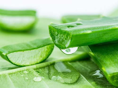 蘆薈原液可以天天用嗎 蘆薈原液可以當(dāng)爽膚水用嗎 蘆薈原液可以天天用嗎 蘆薈原液可以當(dāng)爽膚水用嗎