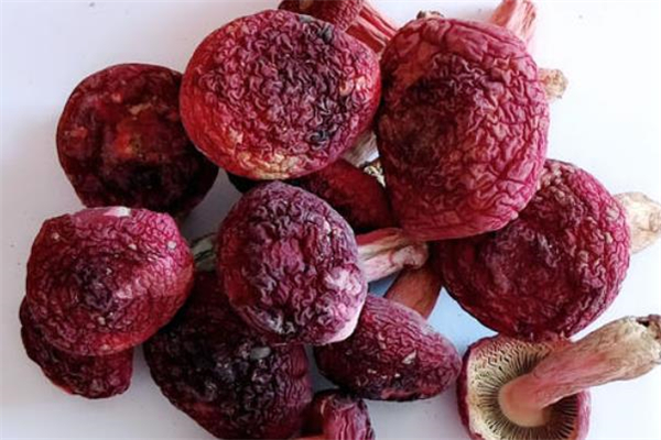 紅蘑菇有毒嗎 紅蘑菇能吃嗎 紅蘑菇有毒嗎 紅蘑菇能吃嗎