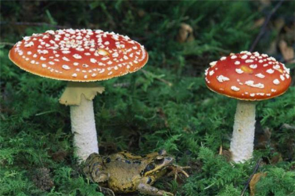 紅蘑菇孕婦能吃嗎 孕婦吃紅蘑菇有害嗎 紅蘑菇孕婦能吃嗎 孕婦吃紅蘑菇有害嗎