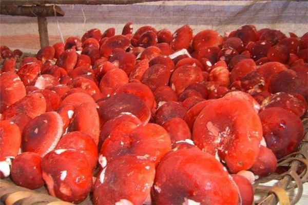 紅蘑菇孕婦能吃嗎 孕婦吃紅蘑菇有害嗎 紅蘑菇孕婦能吃嗎 孕婦吃紅蘑菇有害嗎