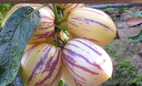 人參果長的好還是圓的好 人參果沒熟能吃嗎 人參果長的好還是圓的好 人參果沒熟能吃嗎