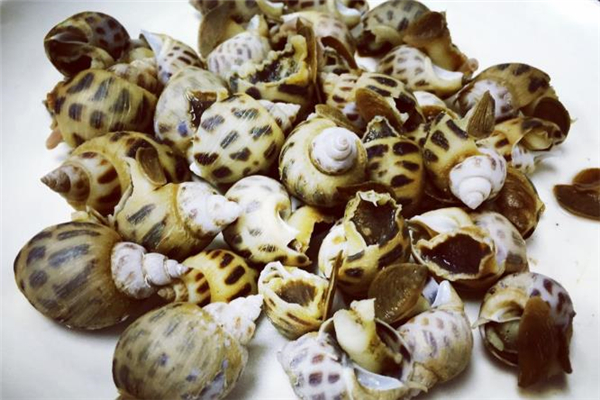 花螺哪些部位不能吃 花螺放了兩天還能吃嗎 花螺哪些部位不能吃 花螺放了兩天還能吃嗎