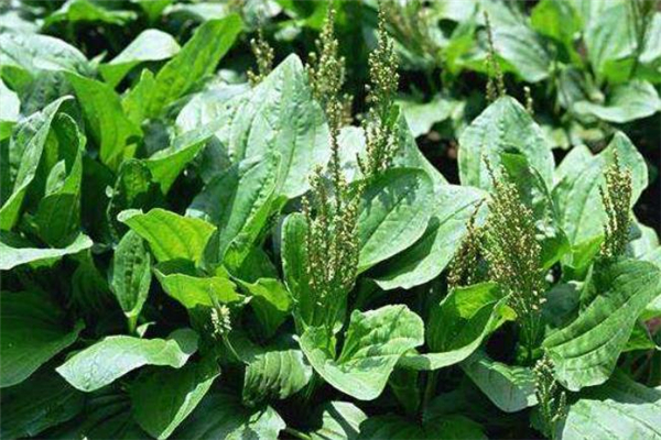 車前草干的好還是濕的好 新鮮車前草能泡水喝嗎 車前草干的好還是濕的好 新鮮車前草能泡水喝嗎