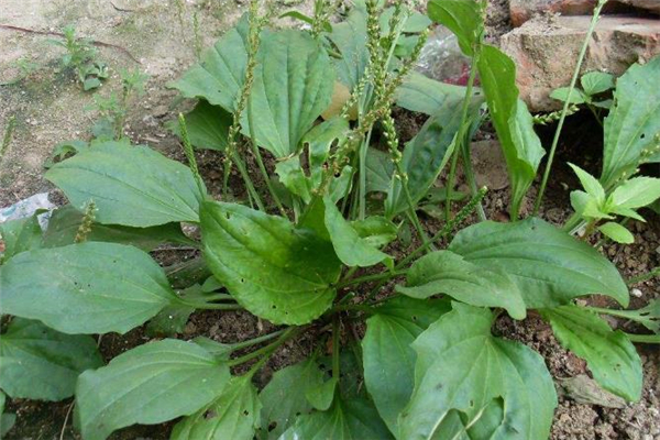 車前草干的好還是濕的好 新鮮車前草能泡水喝嗎 車前草干的好還是濕的好 新鮮車前草能泡水喝嗎