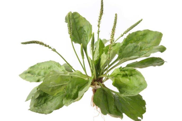 車前草干的好還是濕的好 新鮮車前草能泡水喝嗎 車前草干的好還是濕的好 新鮮車前草能泡水喝嗎