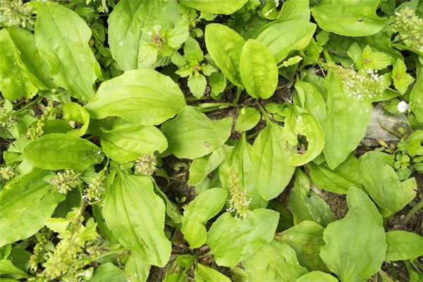 車前草什么時候吃最好 車前草可以和金銀花一起泡嗎 車前草什么時候吃最好 車前草可以和金銀花一起泡嗎