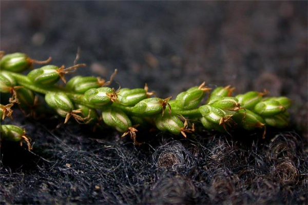 車前草可以長期服用嗎 車前草可以多喝嗎 車前草可以長期服用嗎 車前草可以多喝嗎