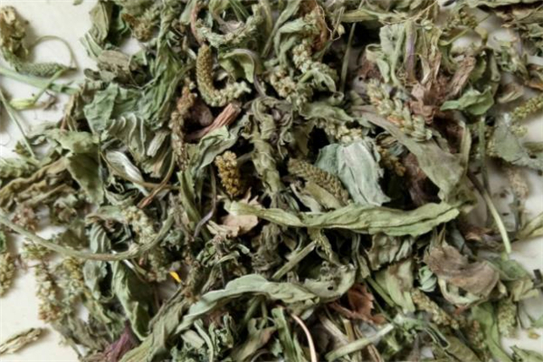 車前草可以治感冒嗎 車前草有副作用嗎 車前草可以治感冒嗎 車前草有副作用嗎