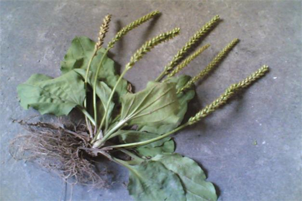 車前草能治前列腺炎嗎 車前草治前列腺炎多久見效 車前草能治前列腺炎嗎 車前草治前列腺炎多久見效