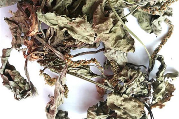 車前草能治前列腺炎嗎 車前草治前列腺炎多久見效 車前草能治前列腺炎嗎 車前草治前列腺炎多久見效