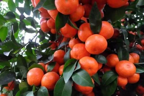 砂糖橘的熱量高嗎 砂糖橘不適合與什么搭配 砂糖橘的熱量高嗎 砂糖橘不適合與什么搭配