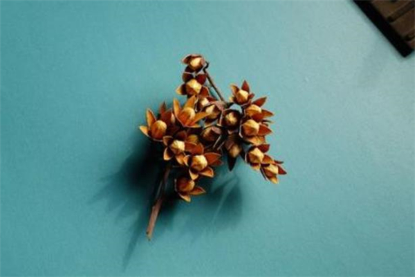 香椿籽可以催奶嗎 香椿子泡水喝有什么作用 香椿籽可以催奶嗎 香椿子泡水喝有什么作用